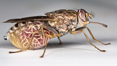 Ludger PLOS Neglected Tropical Diseases Publication - Tsetse Fly